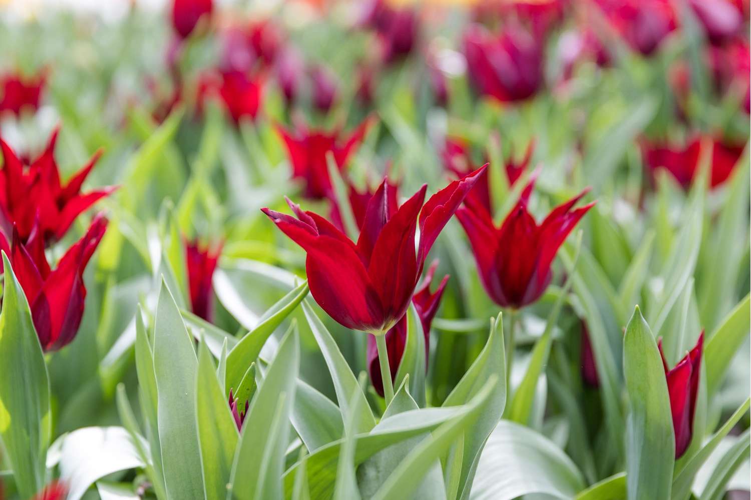 Tulppaani 'Sarah Raven'